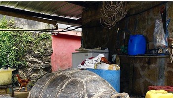 Anak kura-kura. Foto: Boredpanda