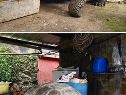 Buset! Hewan Ini Segede Gaban, Sulit Dipercaya Tapi Nyata