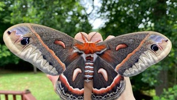 Kupu-kupug Gajah lebih besar dari telapak tangan. Foto: Boredpanda