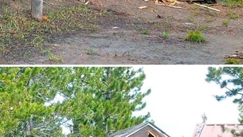 Beruang raksasa ini asik menggarukkan diri di ruang penyimpanan. Foto: Boredpanda