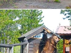 Buset! Hewan Ini Segede Gaban, Sulit Dipercaya Tapi Nyata