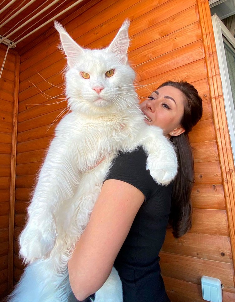 Foto Hewan Ukuran Segede Gaban