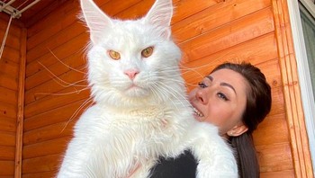 Ini Kefir, Kucing Maine Coon Raksasa. Foto: Boredpanda