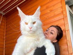 Buset! Hewan Ini Segede Gaban, Sulit Dipercaya Tapi Nyata