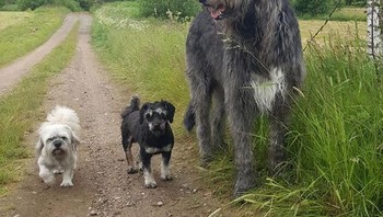 Anjing Serigala Irlandia Besar. Foto: Boredpanda