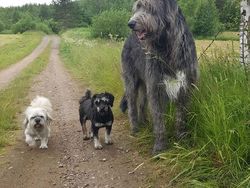 Buset! Hewan Ini Segede Gaban, Sulit Dipercaya Tapi Nyata