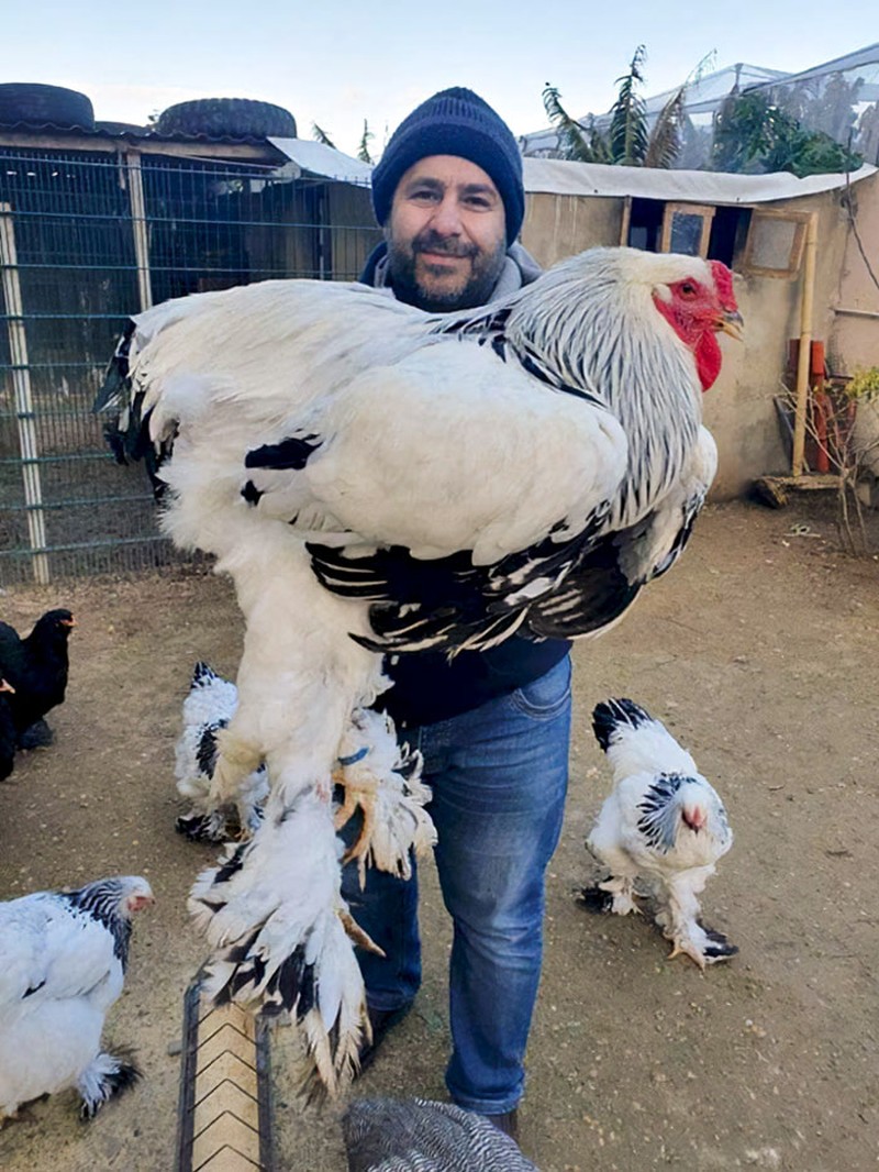 Foto Hewan Ukuran Segede Gaban