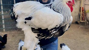 Kira-kira berapa kilo ya berat ayam ini. Foto: Boredpanda