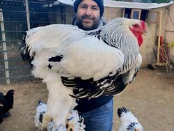 Buset! Hewan Ini Segede Gaban, Sulit Dipercaya Tapi Nyata