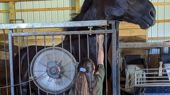 inilah kuda percheron ukurannya jauh lebih besar dari manusia. Foto: Boredpanda