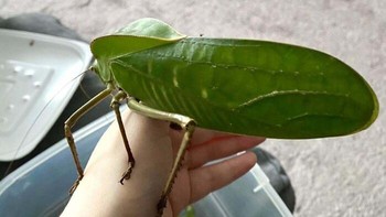 Belalang raksasa. Foto: Boredpanda