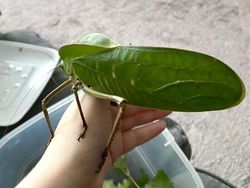 Buset! Hewan Ini Segede Gaban, Sulit Dipercaya Tapi Nyata