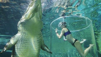 Inilah ukuran buaya air asin vs manusia. Foto: Boredpanda