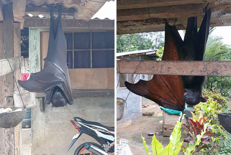 Foto Hewan Ukuran Segede Gaban