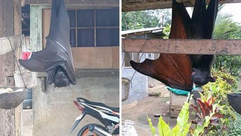 Kelelawar ukuran sepeda motor. Foto: Boredpanda