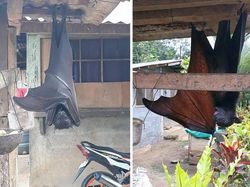 Buset! Hewan Ini Segede Gaban, Sulit Dipercaya Tapi Nyata