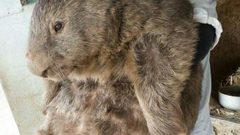 Tak menyangka wombat bisa sebesar ini. Foto: Boredpanda