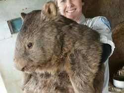 Buset! Hewan Ini Segede Gaban, Sulit Dipercaya Tapi Nyata