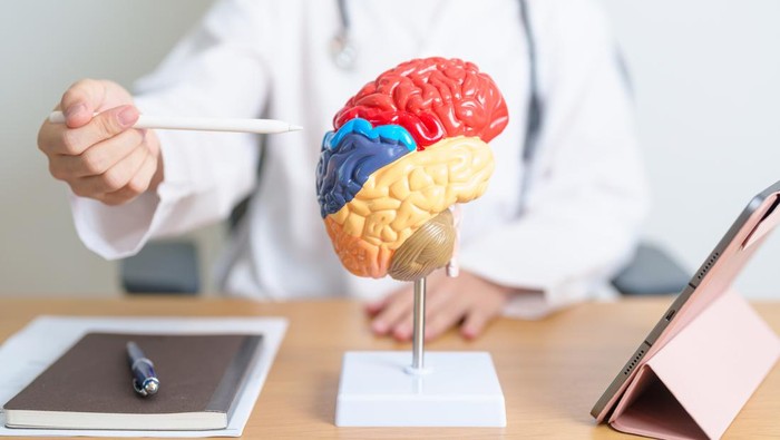 doctor with human Brain anatomy model and tablet. World Brain Tumor day, Brain Stroke, Dementia, alzheimer, parkinson and world mental health concept