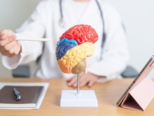 Studi Ungkap Rahasia Kecerdasan, Area Otak Mana yang Penting?