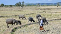 Kekeringan membuat hewan peliharaan kesulitan mendapatkan makanan.   