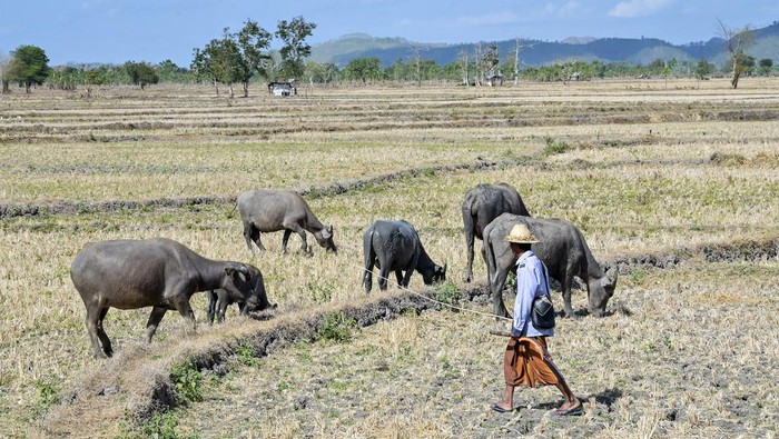 Kala Kerbau Mencari Rumput di Sawah yang Mengering Sejumlah ternak kerbau mencari rumput di persawahan tadah hujan yang mengering di Desa Penujak, Kecamatan Praya Barat, Praya, Lombok Tengah, NTB, Selasa (17/9/2024). Badan Meteorologi dan Geofisika (BMKG) menyatakan puncak musim kemarau pada September 2024 masih berlangsung sehingga potensi kekeringan di wilayah NTB diprediksi meluas dan masyarakat diimbau agar dapat menggunakan air secara bijak, efektif dan efisien. ANTARA FOTO/Ahmad Subaidi/foc.