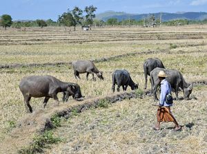 Kala Kerbau Mencari Rumput di Sawah yang Mengering