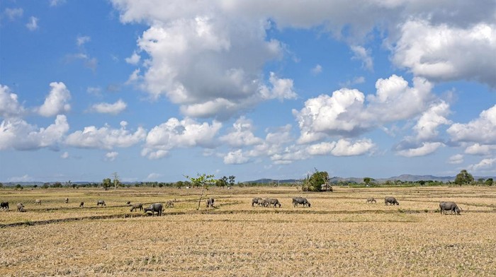 Sejumlah ternak kerbau mencari rumput di persawahan tadah hujan yang mengering di Desa Penujak, Kecamatan Praya Barat, Praya, Lombok Tengah, NTB, Selasa (17/9/2024). Badan Meteorologi dan Geofisika (BMKG) menyatakan puncak musim kemarau pada September 2024 masih berlangsung sehingga potensi kekeringan di wilayah NTB diprediksi meluas dan masyarakat diimbau agar dapat menggunakan air secara bijak, efektif dan efisien. ANTARA FOTO/Ahmad Subaidi/foc.