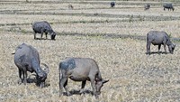 Sejumlah kerbau mencari rumput di sawah tadah hujan yang mengering di Desa Penujak, Kecamatan Praya Barat, Praya, Lombok Tengah, NTB, Selasa (17/9/2024).