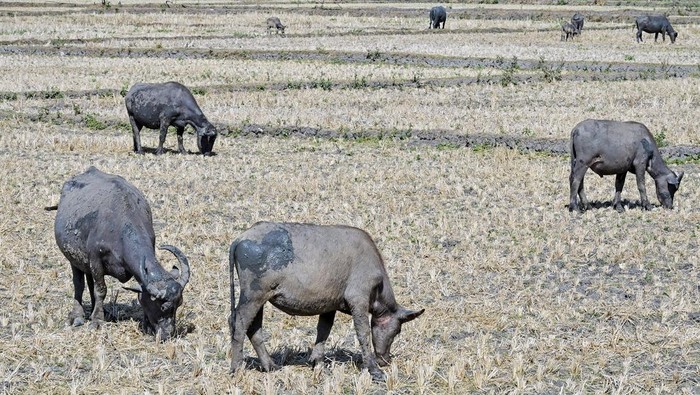 Kala Kerbau Mencari Rumput di Sawah yang Mengering Sejumlah ternak kerbau mencari rumput di persawahan tadah hujan yang mengering di Desa Penujak, Kecamatan Praya Barat, Praya, Lombok Tengah, NTB, Selasa (17/9/2024). Badan Meteorologi dan Geofisika (BMKG) menyatakan puncak musim kemarau pada September 2024 masih berlangsung sehingga potensi kekeringan di wilayah NTB diprediksi meluas dan masyarakat diimbau agar dapat menggunakan air secara bijak, efektif dan efisien. ANTARA FOTO/Ahmad Subaidi/foc.