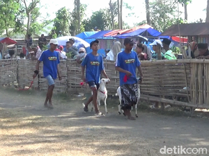 Keseruan Ratusan Kambing 3 Kabupaten Ramaikan Karapan di Lumajang