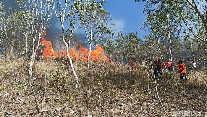 Kebakaran hutan di Gunung Orak-arik Trenggalek.