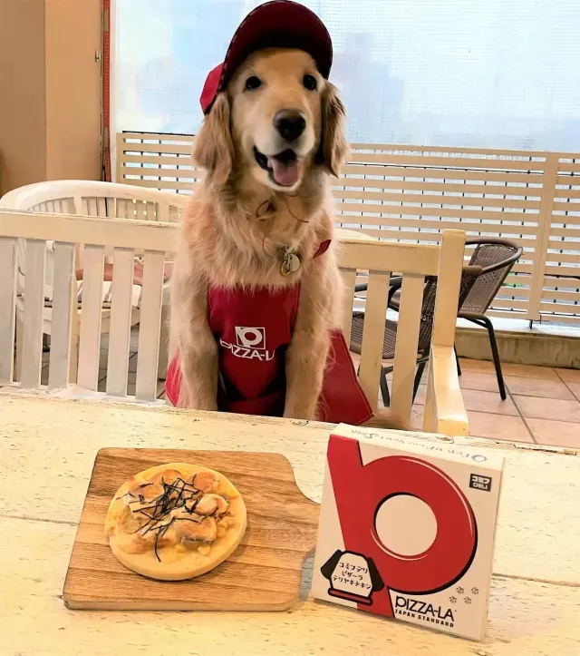 Kini di Jepang, Ada Pesan Antar Pizza Khusus untuk Anjing