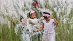Menikmati Keindahan Ladang Rumput Kans di Bangladesh