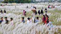 Bunga rumput Kans yang putih lembut memberikan pemandangan yang menawan dan menambah kesan alami di daerah tersebut.  