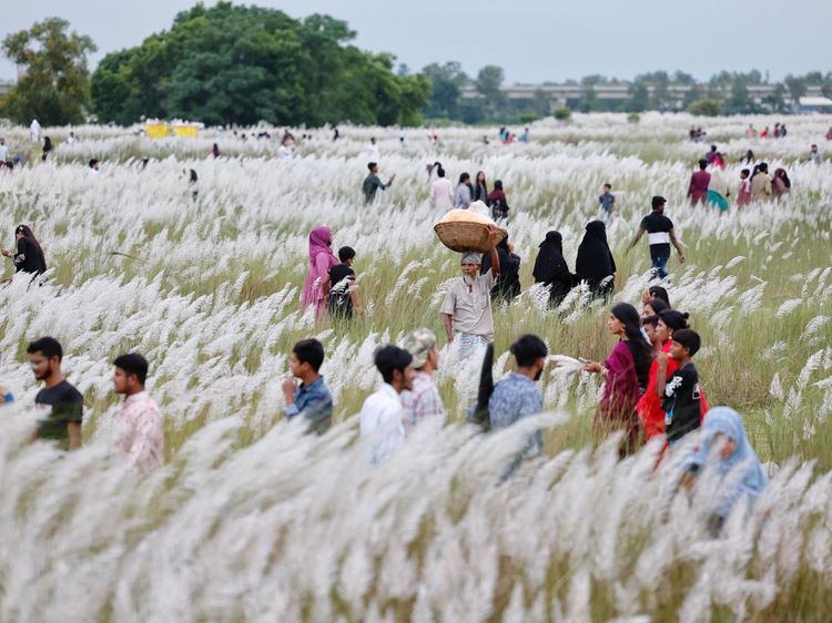 Menikmati Keindahan Ladang Rumput Kans di Bangladesh