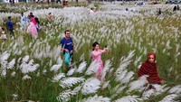Banyak pengunjung yang datang untuk berjalan-jalan, berfoto, atau sekadar menikmati pemandangan alam di antara hamparan bunga rumput Kans.  