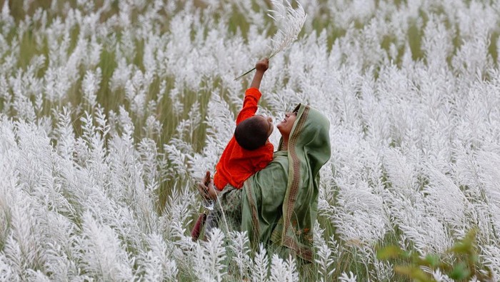 Menikmati Keindahan Ladang Rumput Kans di Bangladesh