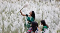 Orang-orang mengunjungi ladang bunga rumput Kans pada sore hari di daerah Sarighat, Dhaka, Bangladesh, dalam foto yang diambil pada 13 September 2024.  