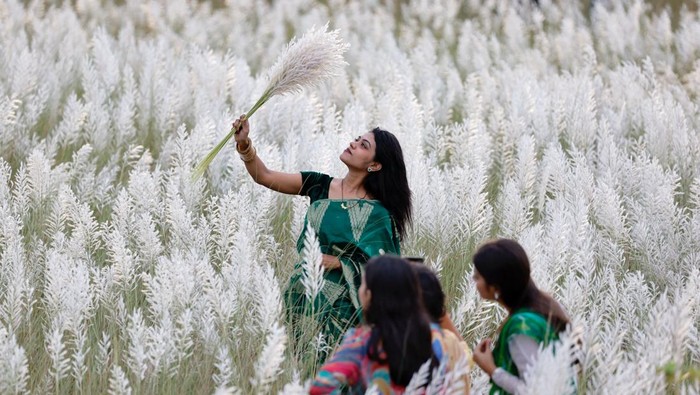 Ladang bunga rumput Kans di Sarighat, Dhaka, menjadi tempat yang memikat perhatian banyak orang. Bunga rumput Kans putih memberikan pemandangan yang menawan.