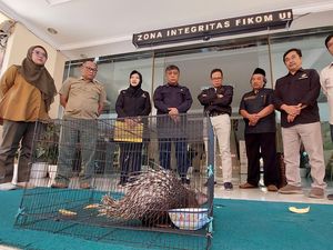 Sang Landak Jamet yang Berhasil Lolos dari Kematian