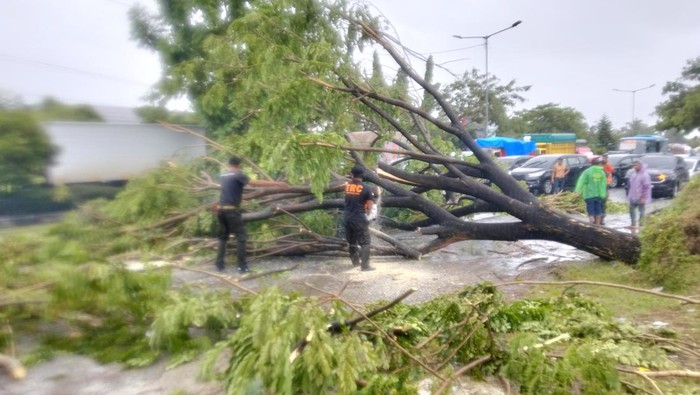 Petugas berupaya mengevakuasi pohon tumbang yang menutupi badan jalan akibat hujan lebat dan angin kencang di Kota Padang, Sumbar. (dok. Istimewa)