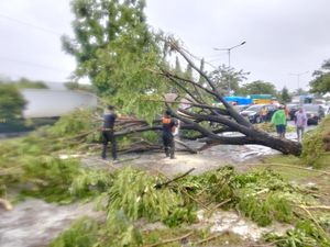 Hujan Lebat-Angin Kencang Landa Padang, 29 Pohon Tumbang