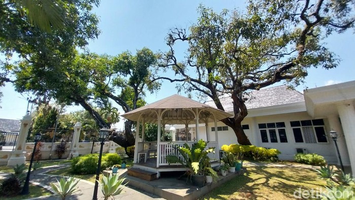 Pohon mangga gedong gincu berusia ratusan tahun di Majalengka