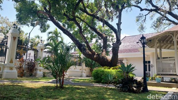 Pohon mangga gedong gincu berusia ratusan tahun di Majalengka