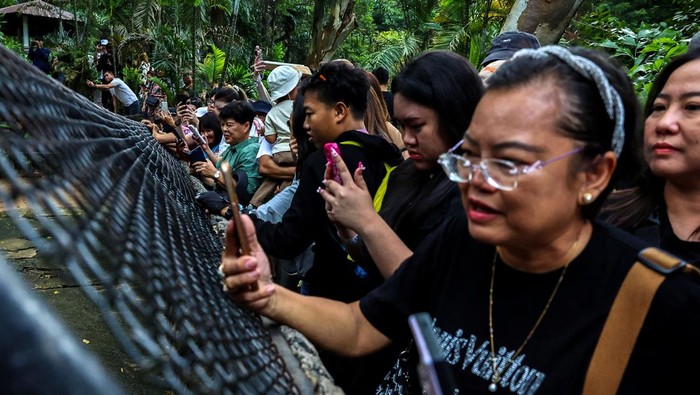 Potret Gemas Moo Deng, Bayi Kuda Nil Viral di Thailand A two-month-old female pygmy hippo named