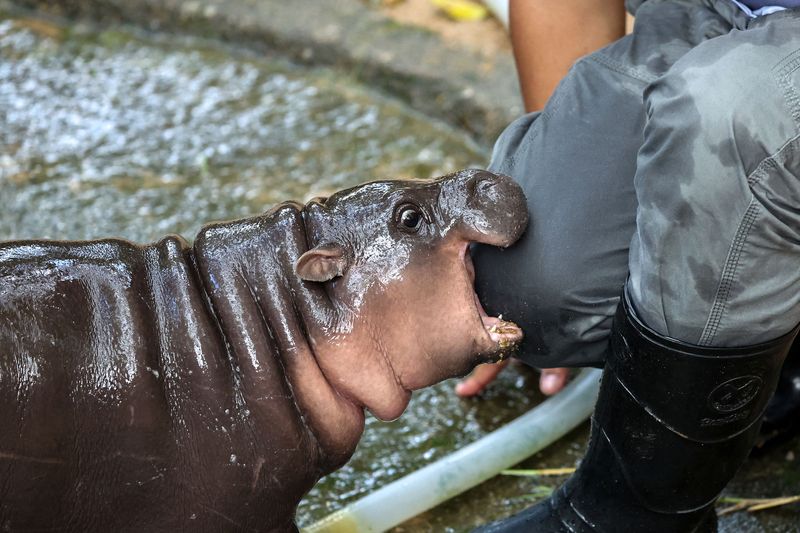 A two-month-old female pygmy hippo named 