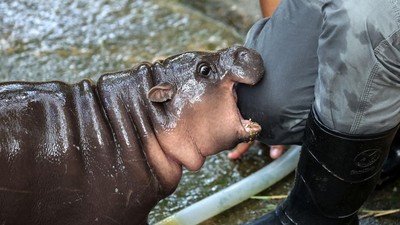 Foto: Adu Gemas Bayi Kuda Nil Moo Deng VS Haggis, Mana Jagoanmu?