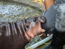 Potret Gemas Moo Deng, Bayi Kuda Nil Viral di Thailand