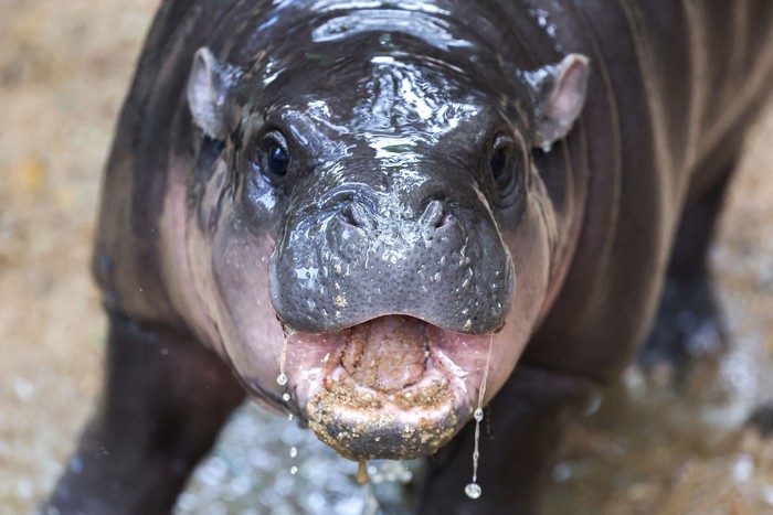 A two-month-old female pygmy hippo named 